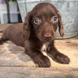 Hazel boy 3 - Chocolate male Dachshund puppy in Payette, Idaho from NT Mini Doxies