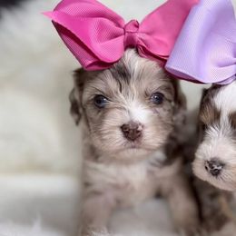 Cavapoos and Goldendoodles from Silver Hill Farm