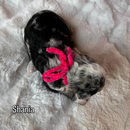 Shania - Blue merle female Bernedoodle puppy in Horseshoe Bend, Idaho from Over the Moon Poodles and Doodles