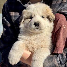 Vern- orange - Badger male Colorado Mountain Dog puppy in Cotopaxi, Colorado from Once Upon A Moose (OUM)