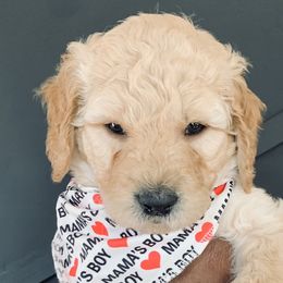 Boy 2 - Goldendoodle puppy in Manchester, Connecticut from G & J Doodles LLC