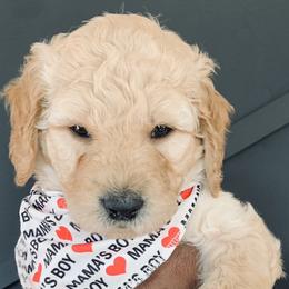 Boy 2 - Goldendoodle puppy in Manchester, Connecticut from G & J Doodles LLC