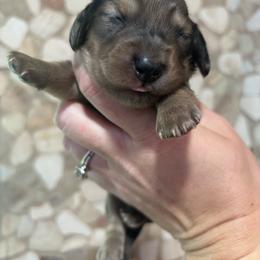 Frankie - Dapple male Dachshund puppy in White Cloud, Michigan from MI Dachshunds