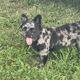 Frankie - Black male French Bulldog puppy in Lincoln, Arkansas from Red Dirt Dachshunds