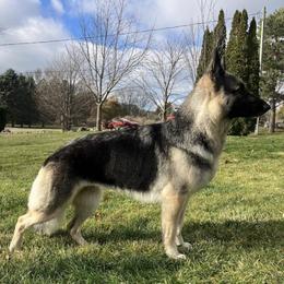 Dixie - German Shepherd