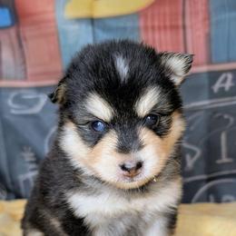 Vulcan - 2200 - Tri-color male Pomsky puppy in Spring Hill, Florida from www.PuppyTimeEmporium.com