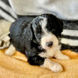 Gracie - Black and white female Aussiedoodle puppy in Eastman, Georgia from Dood B Ranch
