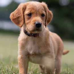 Golden Retriever Puppies from Stormy Hill Golden Retrievers