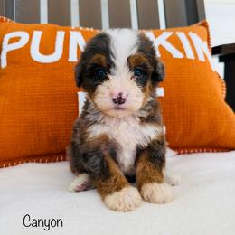 Canyon - Tri-color male Bernedoodle puppy in Auburn, Indiana from Martin’s Doodles