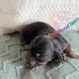 Girl 1 - female Dachshund puppy in Peyton, Colorado from Dachshund Universe