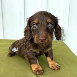 Toffee - Chocolate and tan female Dachshund puppy in Cave City, Kentucky from Mammoth Cave Dachshunds