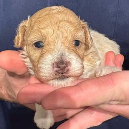 Uno - Parti male Maltipoo puppy in Alexander, Arkansas from Durham's Designer Poos