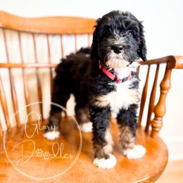 Toyko (Pink) - Tri-color female Bernedoodle puppy in Rockwall, Texas from Glory Doodles