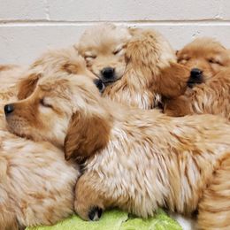 Golden Retriever Puppies from Ramblin Gypsy Ranch