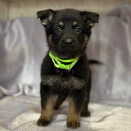 Esme - Light Green Collar - Black and tan female German Shepherd puppy in Greenwood, Arkansas from West Haus Shepherds