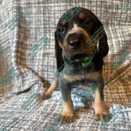 Gunner - Blue ticked and tan male Bluetick Coonhound puppy in Mount Pleasant, Texas from Harmons Hounds