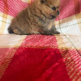 Flash - Orange male Pomeranian puppy in Grayslake, Illinois from Touch Of Clouds Poms