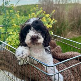 Thumper - Brown and white male Cockapoo puppy in Rolla, Missouri from Diamond K