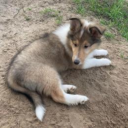 Calling Bird - Sable and white female Collie puppy in Bamberg, South Carolina from Shakhor Ohr Collies and Pomeranians