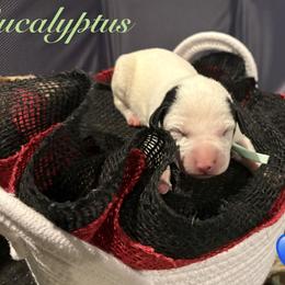 Eucalyptus - White and black male Dalmatian puppy in Des Moines, Iowa from Spot Splattered Dalmatians