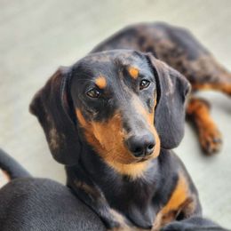 Huck - Dachshund