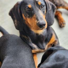 Huck - Dachshund