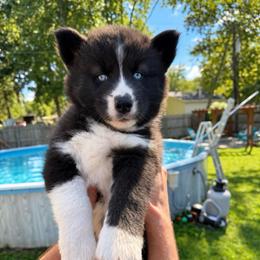 Mira - Black and white female Siberian Husky puppy in Oakwood, Ohio from Moonlight Siberian Huskies