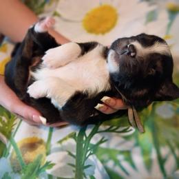 Flint (grey) - Black tri-color male Australian Shepherd puppy in Okeechobee, Florida from Rothsolid Puppies