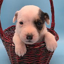 Dazzle - Tri-colored female Parson Russell Terrier puppy in Menifee, California from Wendover Terriers