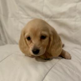 Reddy - Cream female Dachshund puppy in Bakersfield, California from Dachshund Love