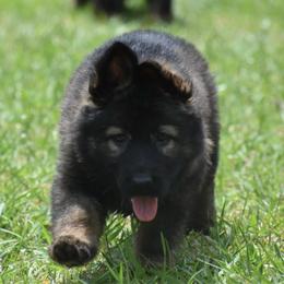 Blue Collar Female - Sable female German Shepherd puppy in Marianna, Florida from Haus M Godwin