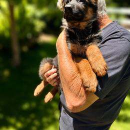 PINK Collar Female - CAYRA - Black and red female German Shepherd puppy in Paso Robles, California from Central Coast German Shepherds