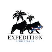 Schipperke All Grown Up from Expedition Schipperkes
