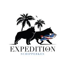 Schipperke All Grown Up from Expedition Schipperkes