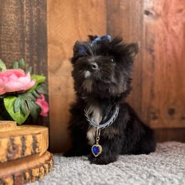 Mighty Mouse - Black and tan male Yorkshire Terrier puppy in Howe, Oklahoma from Ray Holder