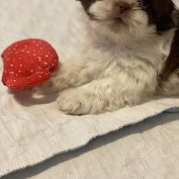Shih Tzu Puppies from Bel Aire Beauties