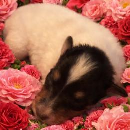 Val - White female Collie puppy in Carencro, Louisiana from Cajun Bayou's Collies LLC