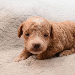 Crowley - Apricot male Poodle puppy in Copperas Cove, Texas from Collier's Canines