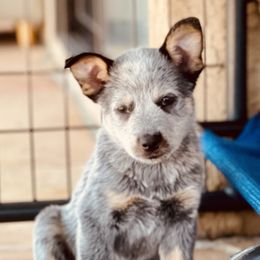 Australian Cattle Dog Puppies from Tin Roof Australian Cattle Dogs
