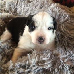 Girl 6 - Black tri-color female Australian Shepherd puppy in Drumore, Pennsylvania from Susquehannock Aussies