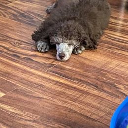 Poodle Puppies from Silberhund's Poodles