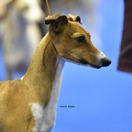 mateo - Italian Greyhound