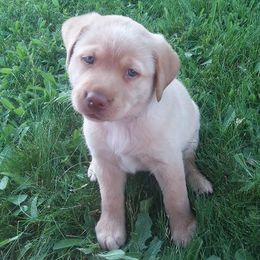 Labrador Retrievers from Ridgeline Retrievers