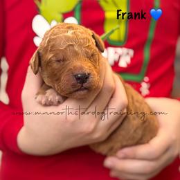 Frank - Red  male Goldendoodle puppy in Lancaster, Minnesota from North Star Dog Training