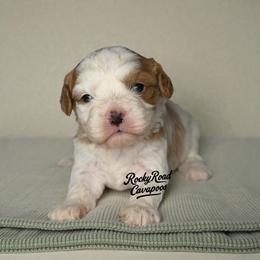 Button - Blenheim male Cavapoo puppy in Nashville, Arkansas from Rocky Road Puppies