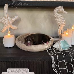 Triton - Brown and white male Siberian Husky puppy in Lodi, California from Wolves with Amor