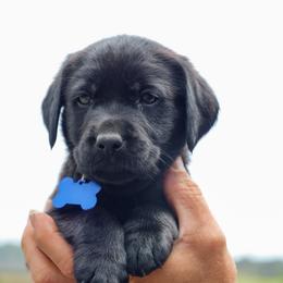 Blue Boy - Black male Labrador Retriever puppy in Linville, Virginia from Virginia Labradors