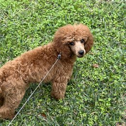 Cash - Poodle