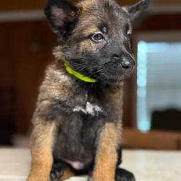 Lime - Mahogany male Belgian Malinois puppy in Saint Amant, Louisiana from Mercy Kennels