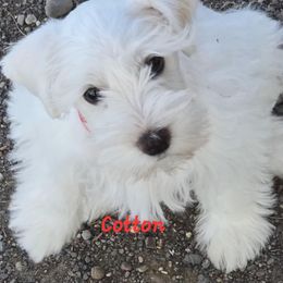 Miss Cotton - White female Miniature Schnauzer puppy in Shoshone, Idaho from Debra Kruse's Miniature Schnauzers